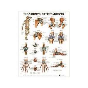  Ligaments of the Joints Chart: Health & Personal Care
