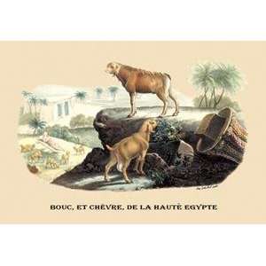  Paper poster printed on 20 x 30 stock. Bouc, et Chevre, de 