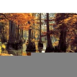  Mississippi Postcard 12311 Cypress Tree Case Pack 750 