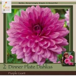  Honeyman Farms Dinnerplate Dahlia Purple Giant Pack of 2 
