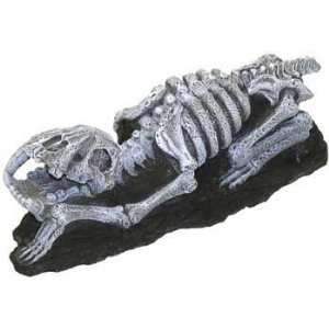    Blue Ribbon Resin Ornament Fossil Finds Saber Tooth: Pet Supplies