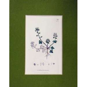  Hand Coloured Print 1800 Cochlearia Danica Flowers: Home 
