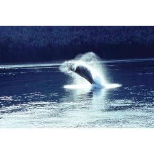  Buyenlarge 19784 6P2030 Humpback whale breaching 20x30 
