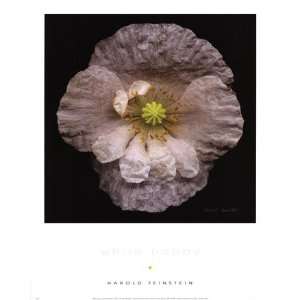  Harold Feinstein White Poppy 11.00 x 14.00 Poster Print 