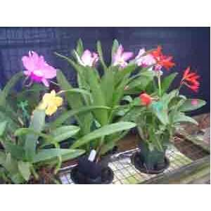 Cattleya Orchids Alliance Hybrids, Economy Seedling Special Collection