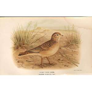  Short Toed Lark Lilford Birds 1885 97 By J G Keulemans 