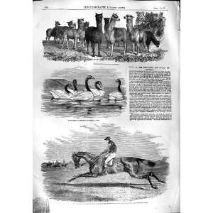 1851 ALPACAS KNOWSLEY SWANS NEWMINSTER HORSE LEGER