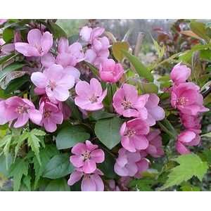  CRABAPPLE INDIAN MAGIC / 5 gallon Potted: Patio, Lawn 