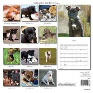  Magnet & Steel Limited 3799 Staff Bull Terrier Puppy: Home 