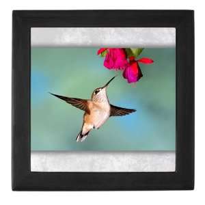    Keepsake Box Black Black Chinned Hummingbird: Everything Else
