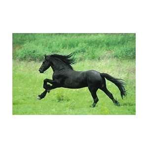  Black Horse Running Poster: Home & Kitchen