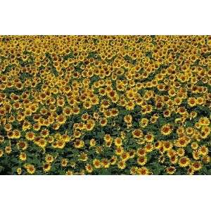 Sunflower Field in Hokuto, Yamanashi Prefecture, Japan   Peel and 