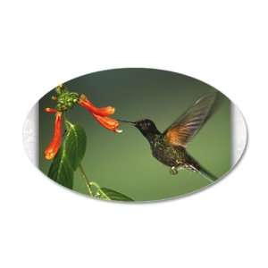  38.5x24.5O Wall Vinyl Sticker Green Violetear Hummingbird 