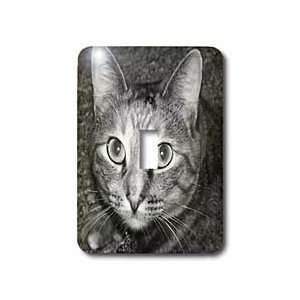Jackie Popp Nature N Wildlife cats   Tabby cat   Light Switch Covers 