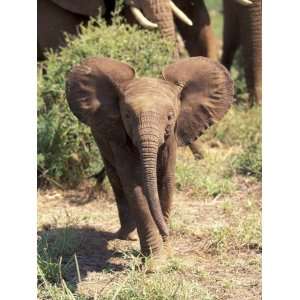  African Elephant, Amboseli National Park, Kenya Stretched 