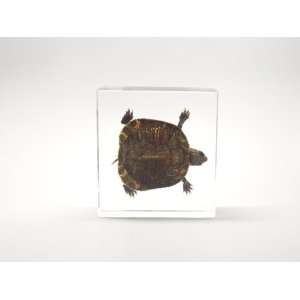  Red Earred Slider Turtle Paperweight: Office Products