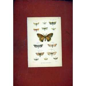  New Indian Lepidoptera Butterfly Fine Art Old Print