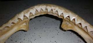 HUGE SHARK JAW FOSSIL jaws Teeth Tooth taxidermy strange HC13  