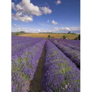 of Lavender Plants, Broadway, Worcestershire, Cotswolds, England, UK 