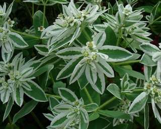 B0060 Euphorbia Marginata Snow on the Mountain Spurge Kilimanjaro 100 