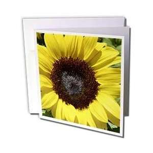  Patricia Sanders Flowers   Perfect Yellow Sunflower 