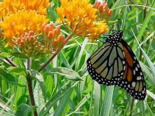 Butterfly Weed Perennial   Asclepias tuberosa   Potted  