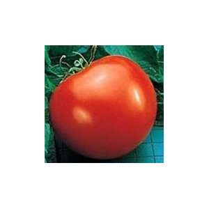  20 Moneymaker Tomato Seeds Patio, Lawn & Garden
