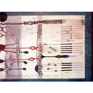  Ramon Y Cajal Coffee Mugs: Home & Kitchen