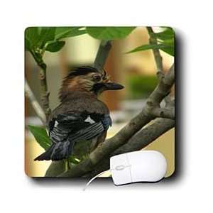  Taiche Photography Wild Birds   Eurasian Jay   Mouse Pads 