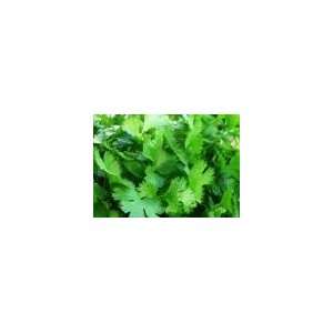 Todds Seeds   Herb  Coriander (Cilantro) Slo Bolting Herb Seed, Sold 
