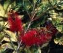 Callistemon Woodlanders Red HARDY RED BOTTLEBRUSH Seeds  