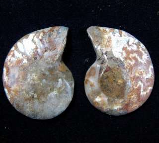 Ammonite Fossil Crystal Cut In Half,Madagascar B44018  