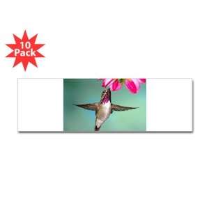    Bumper Sticker (10 Pack) Male Calliope Hummingbird 