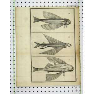 Fish Natural History Strange Aquatic Fins Scales Print 