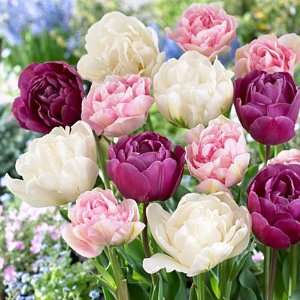   Late Mix Tulip 8 Bulbs   Pink, Purple, and White Patio, Lawn & Garden