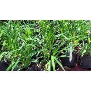  Daylily Aztec Gold Live Plant Ground Cover 7 Tall 1 