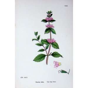   Botany Plants C1902 Tall Red Mint Mentha Rubra Flowers: Home & Kitchen