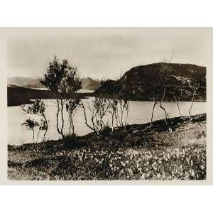  1924 Trees Hammerfest Norway Norge Photogravure Print 