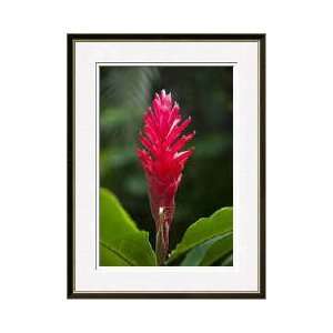 Red Ginger Waimea Falls Oahu Hawaii Framed Giclee Print 