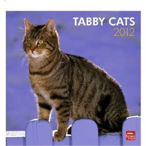  Tabby Cats 2012 Wall Calendar :Size 12 X 12 Square Wall 