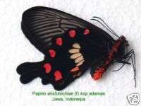 Butterfly/Unmounted/Papilio aristolochiae(f) ssp adamas  