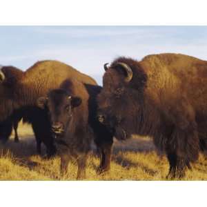 Close up of Buffalos and a Calf, Taos Pueblo, New Mexico, USA Animal 