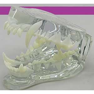   /Dog CLEAR Jaw with Teeth Anatomical Model: Health & Personal Care