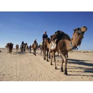  Tourists on Camel Trek, Near Douz, Sahara Desert, Tunisia 
