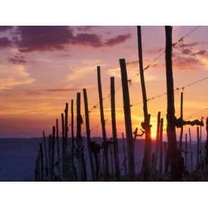 Sunset Through the Vines of the Italian Wine Country, Tuscany, Italy 