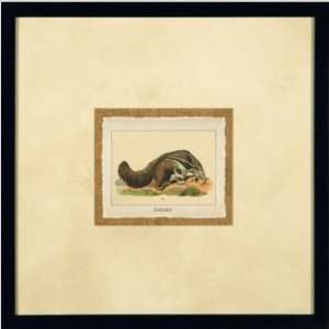  Phoenix Galleries HP868 Anteater Framed Print: Baby