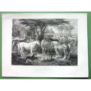  COUNCIL OF HORSES Pasture Landscape Trees by Ward   SUPERB 