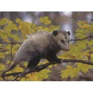  Opossum in a Tree in a Deciduous Forest, Didelphis 