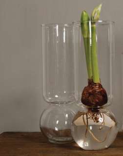 Amaryllis Paper White Glass Bulb Vase Holiday Gift Tall  