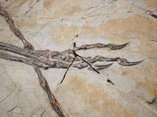 real Dinosaur fossil ANCHIORNIS HUXLEYI dinobird china feather 